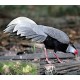 Silver Pheasant Silver Pheasant